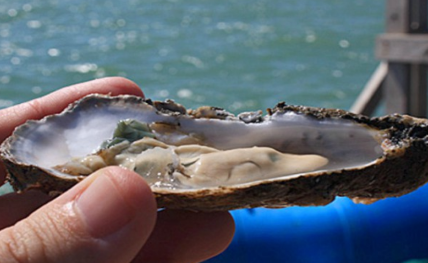 Producción bajo estrictos controles