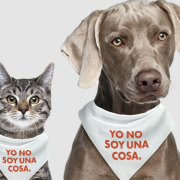 Elevan a rango de ley la protección de los “seres sintientes”.