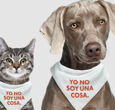 Elevan a rango de ley la protección de los “seres sintientes”.