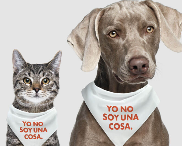 Elevan a rango de ley la protección de los “seres sintientes”.