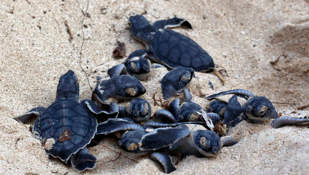 La necesidad de vigilancia constante