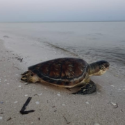 Activistas alertan sobre amenaza a la anidación de tortugas
