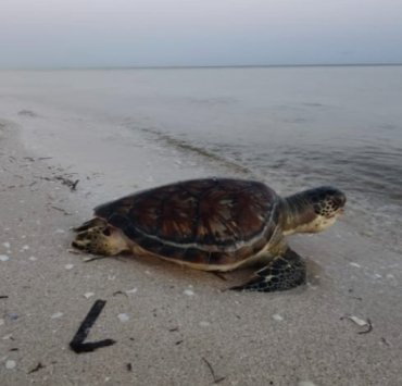 Activistas alertan sobre amenaza a la anidación de tortugas