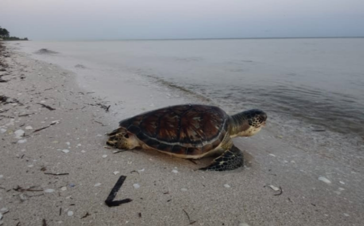 Activistas alertan sobre amenaza a la anidación de tortugas