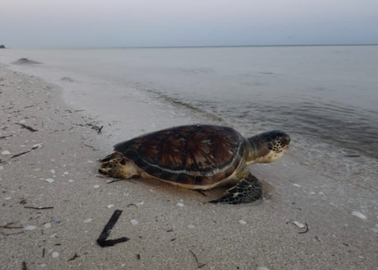 Activistas alertan sobre amenaza a la anidación de tortugas