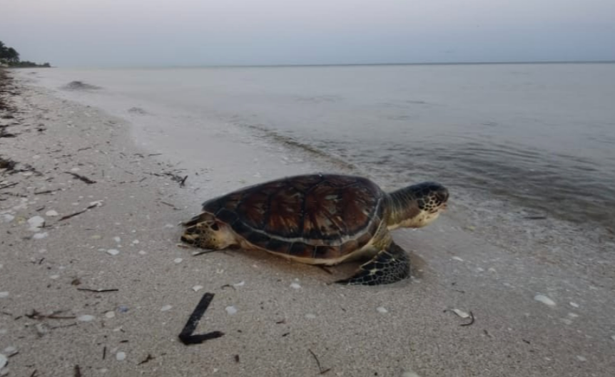 Activistas alertan sobre amenaza a la anidación de tortugas