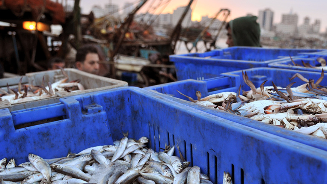 Operativo Naval y Conapesca: Estrategia Integral