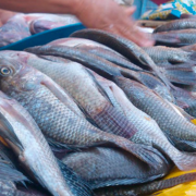 Festín marino llega a restaurantes de Campeche