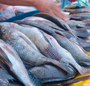 Festín marino llega a restaurantes de Campeche