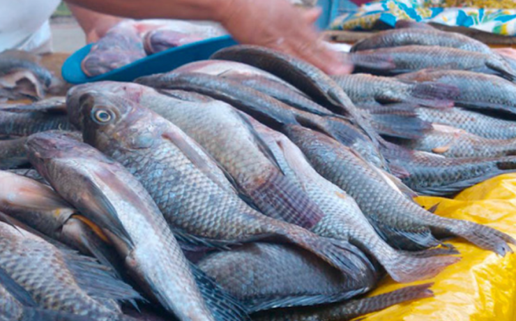 Festín marino llega a restaurantes de Campeche