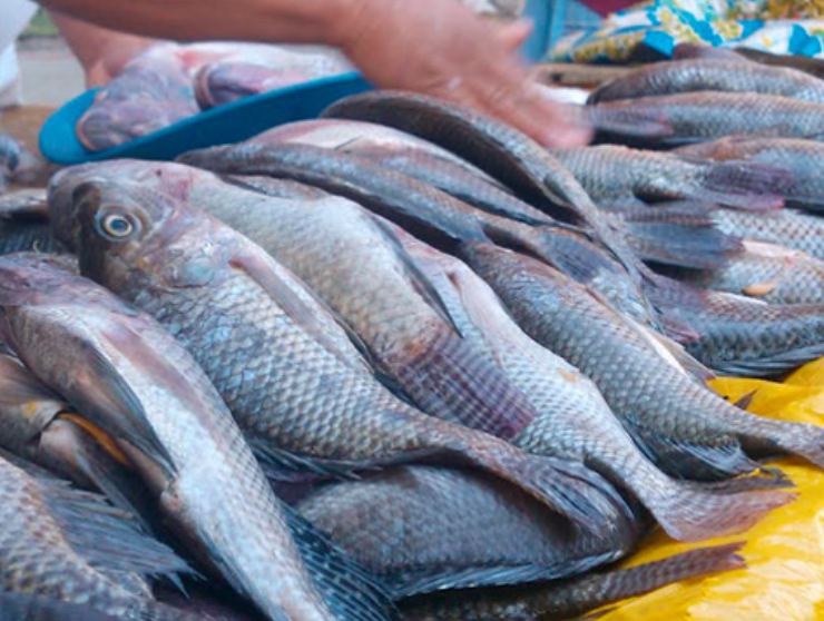 Festín marino llega a restaurantes de Campeche