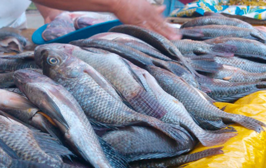 Festín marino llega a restaurantes de Campeche