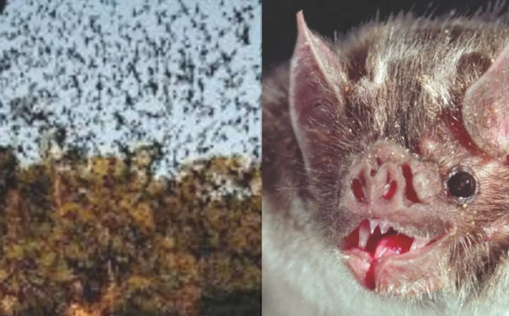 Naturaleza y turismo responsable, un santuario natural