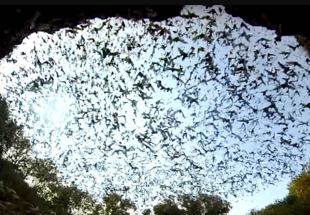 Conservación y prácticas sostenibles en Calakmul