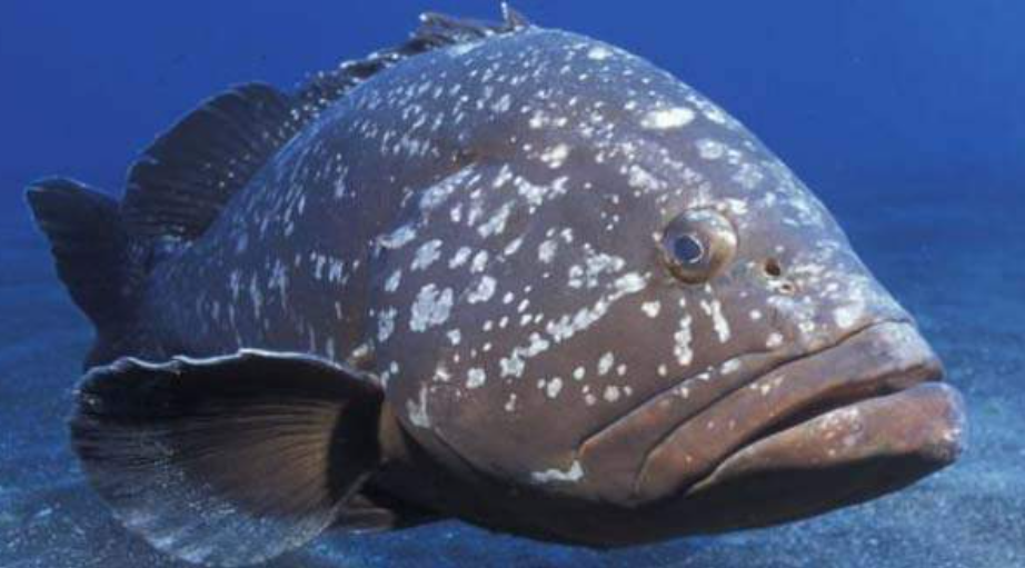 Temporada autorizada y regulaciones