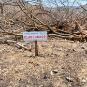 Deforestan Reserva de la Biósfera Calakmul