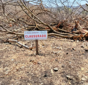 Deforestan Reserva de la Biósfera Calakmul