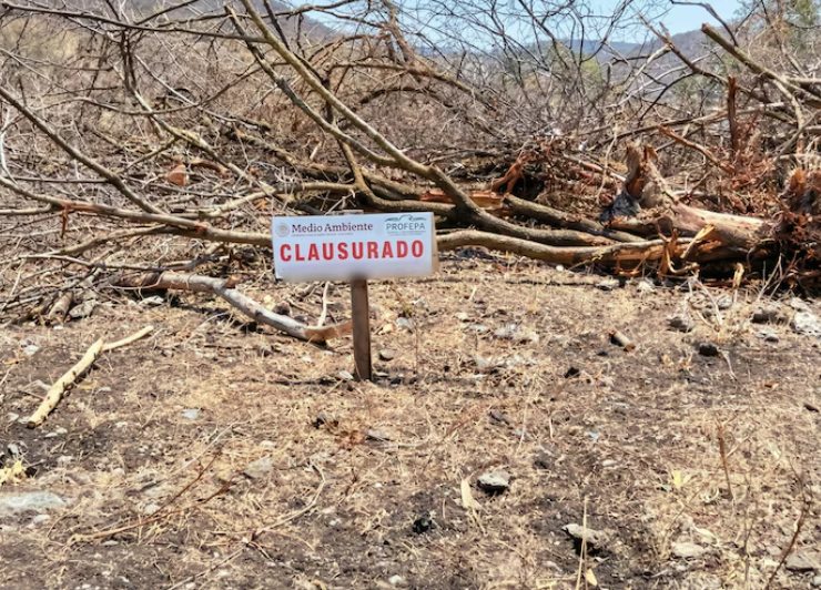 Deforestan Reserva de la Biósfera Calakmul