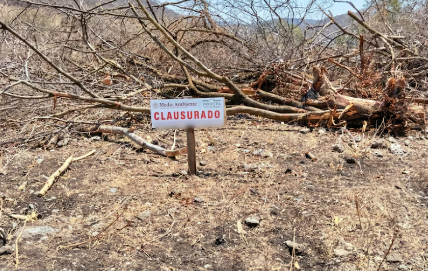 Deforestan Reserva de la Biósfera Calakmul
