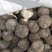 Primera anidación de tortuga lora en Campeche