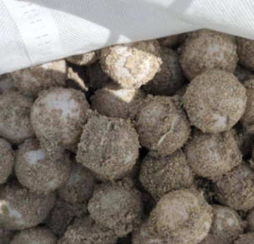 Primera anidación de tortuga lora en Campeche