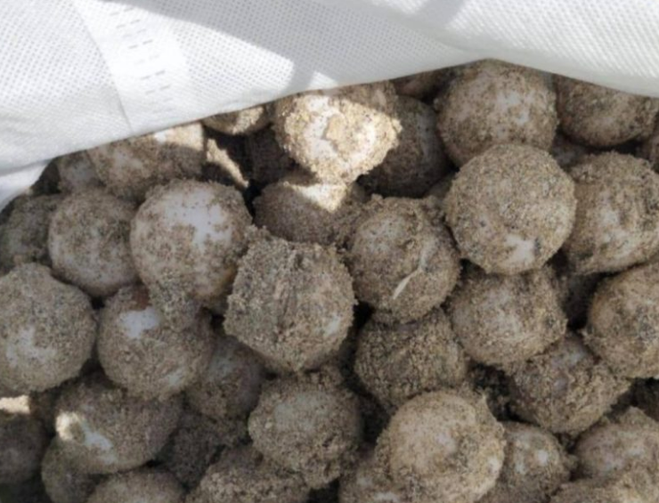 Primera anidación de tortuga lora en Campeche