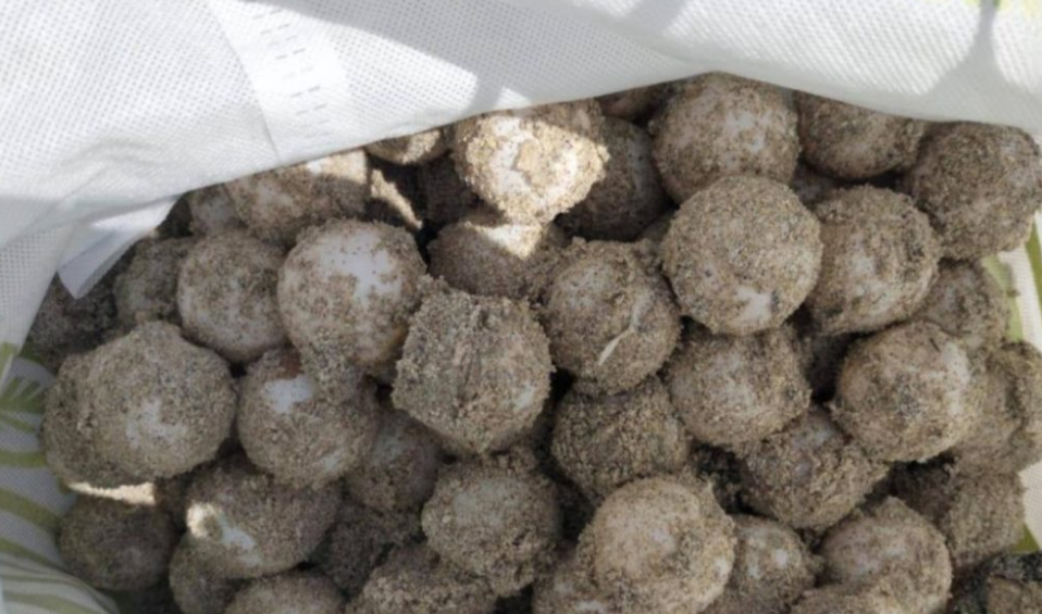 Primera anidación de tortuga lora en Campeche