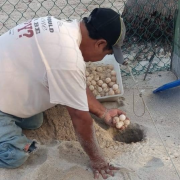 Se reportan 148 huevos de tortuga bajo resguardo ambiental