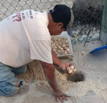 Se reportan 148 huevos de tortuga bajo resguardo ambiental