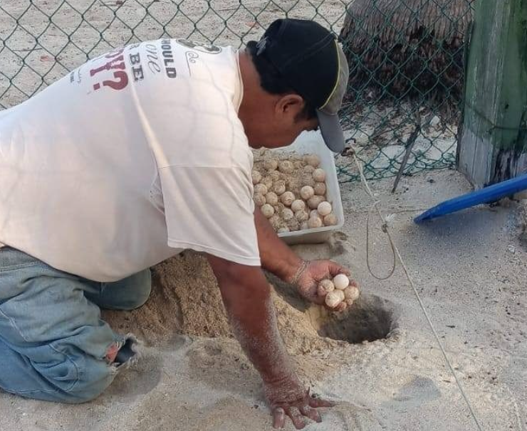 Se reportan 148 huevos de tortuga bajo resguardo ambiental