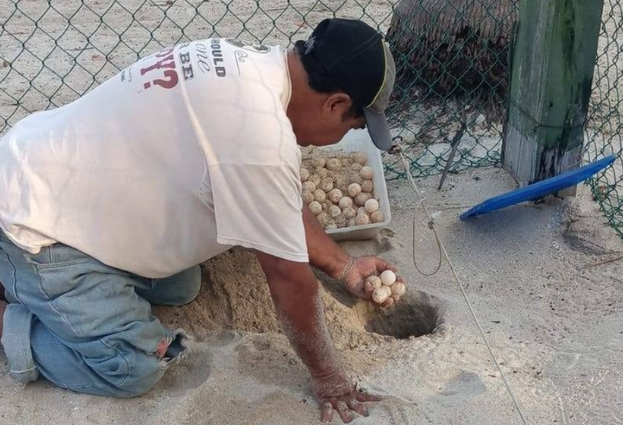 Se reportan 148 huevos de tortuga bajo resguardo ambiental