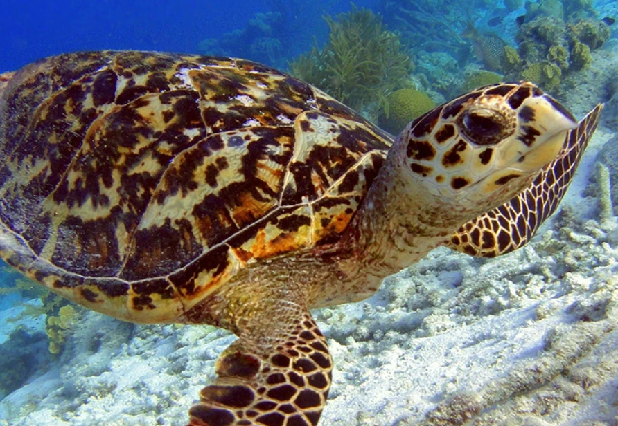 Impacto en la comunidad y turismo ecológico