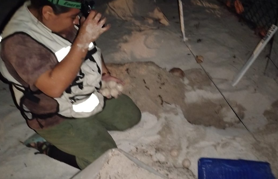 Continúan llegando tortugas a Campeche y el arranque de la vigilancia