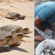 Continúan llegando tortugas a Campeche durante temporada de anidación