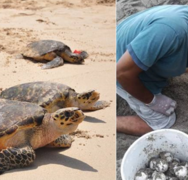 Continúan llegando tortugas a Campeche durante temporada de anidación