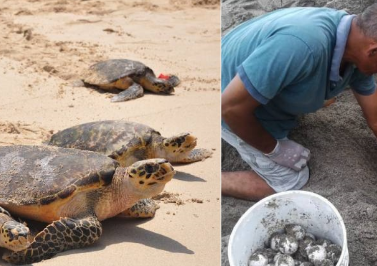 Continúan llegando tortugas a Campeche durante temporada de anidación