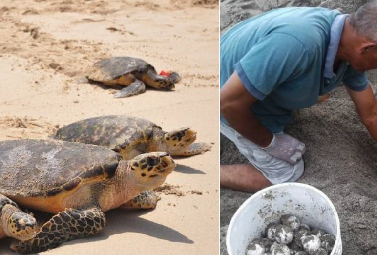 Continúan llegando tortugas a Campeche durante temporada de anidación