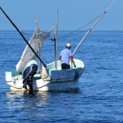 Capturan pescados con manchas de crudo