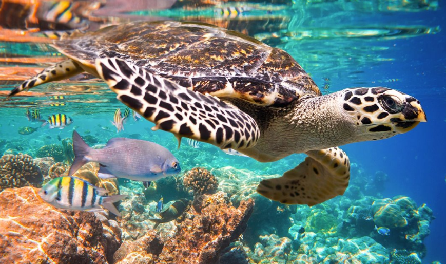 Ejército lucha por salvar a las tortugas en Campeche: respuesta urgente