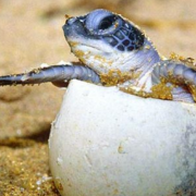 El ejército lucha por salvar a las tortugas de Carey