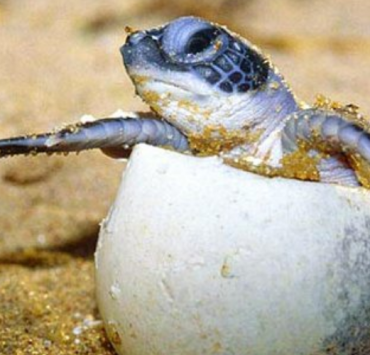 El ejército lucha por salvar a las tortugas de Carey