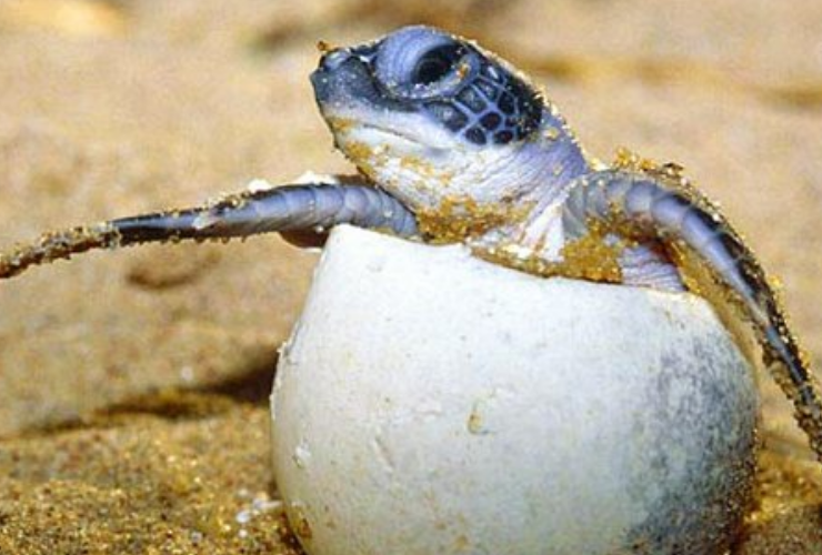 El ejército lucha por salvar a las tortugas de Carey