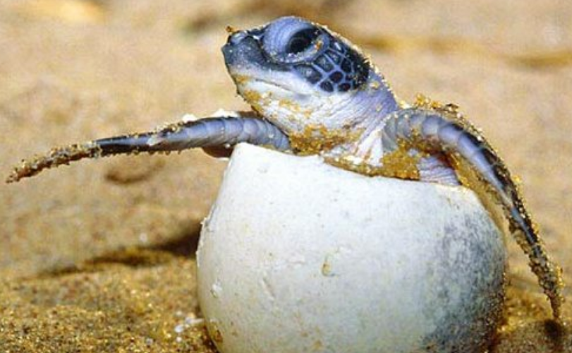 El ejército lucha por salvar a las tortugas de Carey