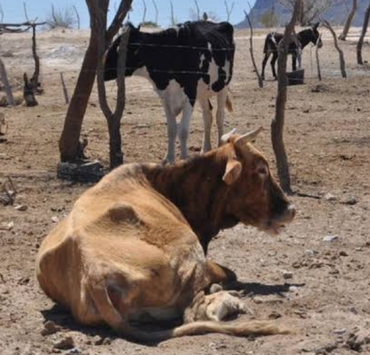 SDA activa programa permanente para enfrentar la sequía.