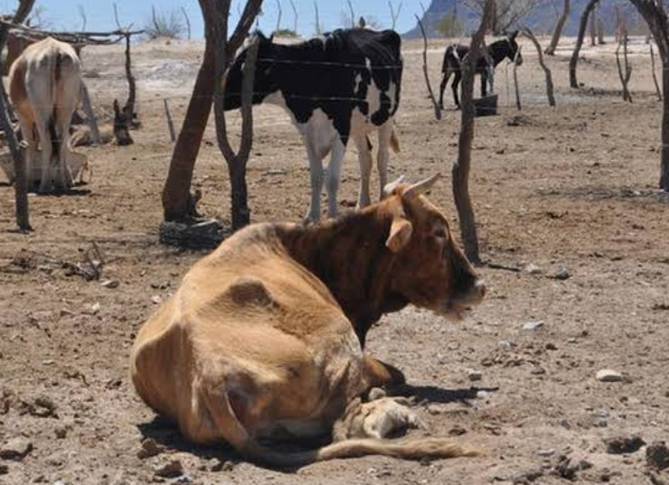 SDA activa programa permanente para enfrentar la sequía.