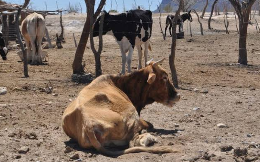 SDA activa programa permanente para enfrentar la sequía.