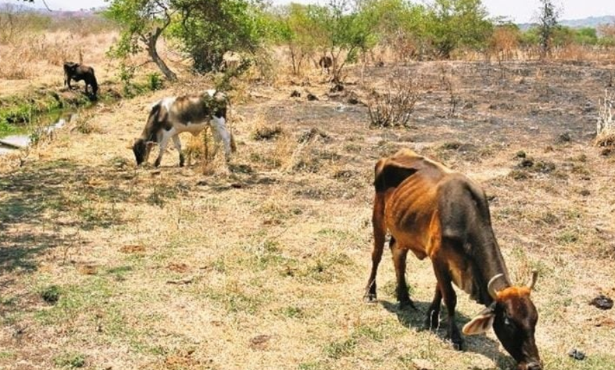 Apoyos directos para productores ganaderos