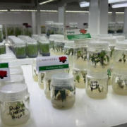 Ciencia y campo transforman la Nochebuena en Campeche