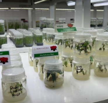 Ciencia y campo transforman la Nochebuena en Campeche