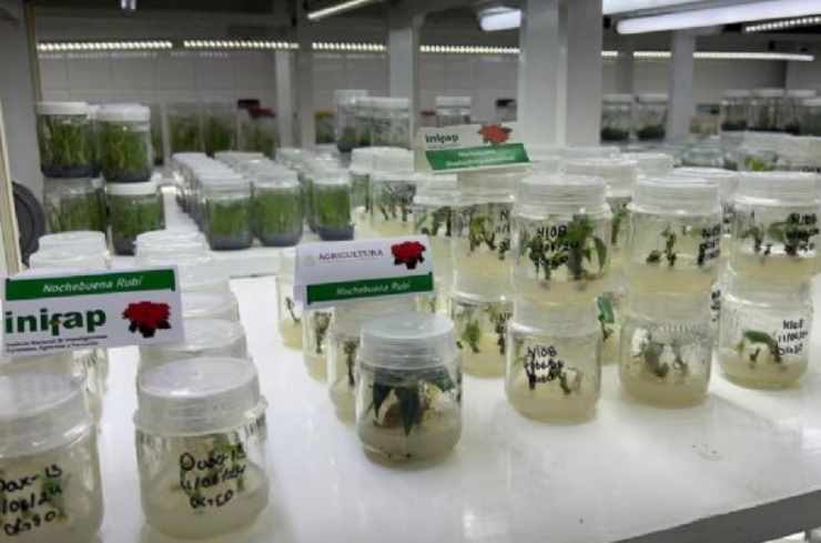 Ciencia y campo transforman la Nochebuena en Campeche